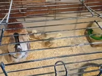 Chickens — Foto 2