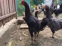 Chickens — fotografija 2