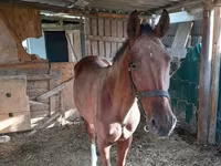 Jument, Chevaux — photo 4