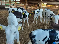 Taureau, Race Holstein — photo 2