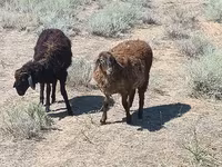 Ovan, Edilbay sheep — fotografija 1