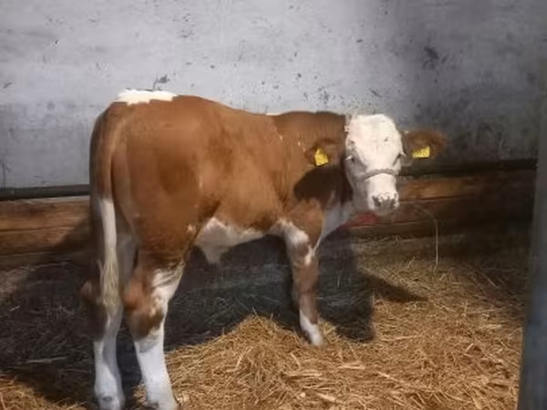 Byk, Simmental cattle — Węgry