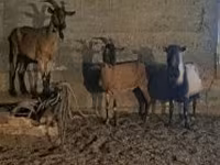 公山羊, Alpine goat — 照片 1