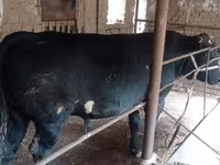 Bull, Aberdeen-Angus — photo 4