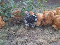 Pekin Bantam — zdjęcie 2