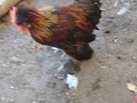 Chickens — 写真 3
