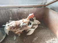 Chickens — Foto 5