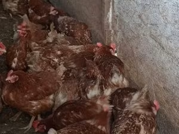 Chickens — Macarıstan