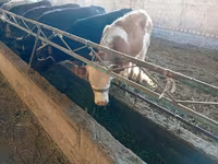 Sigir, Swiss cattle — 1-rasm