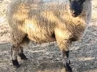 Bélier, Shroshire sheep — photo 3