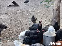أوسترالورب — الصورة 1