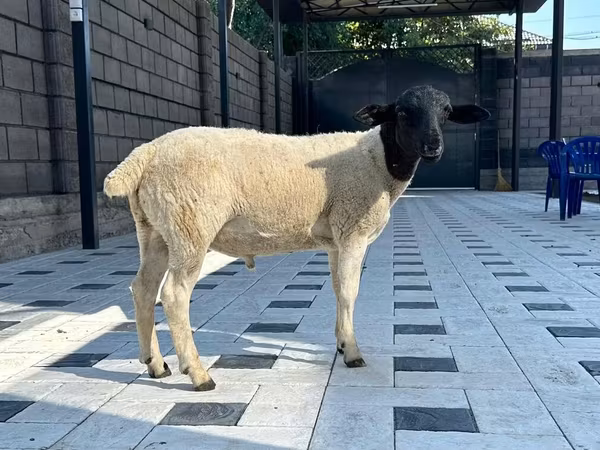 Ram, Hissar sheep