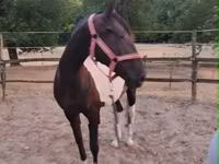 Kobyła, Appaloosa — zdjęcie 4