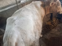 Bull, Cattle — photo 5