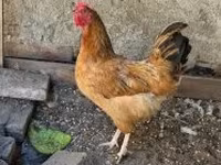 Chickens — 照片 2