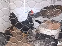 Chickens — Foto 3