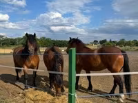 Égua, Cavalos — foto 3