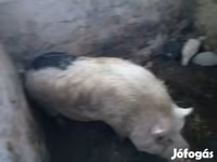 Eber, Schweine — Foto 2
