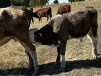 Touro, Vaca vermelha sem chifres — foto 4