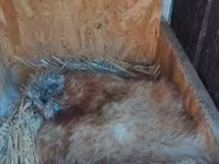 Silkie — zdjęcie 8