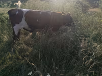 Бұқа, Russian Black pied cattle — 3-сурет
