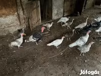 Turkeys — fotografija 2
