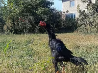 Šamo kokoši — fotografija 1
