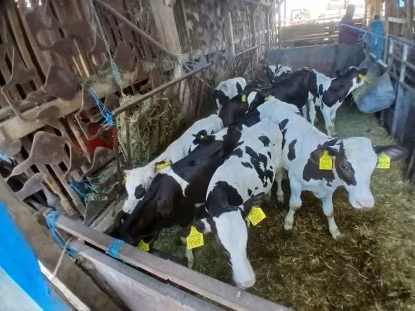雄牛, Russian Black pied cattle — ハンガリー