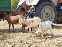 雌ヤギ, Nubian Goat — 写真 4