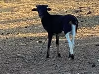 绵羊（批次，未指定性别）, Cameroon sheep — 照片 3