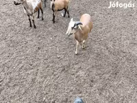 Ovan, Cameroon sheep — fotografija 4
