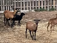 母羊, Cameroon sheep — 照片 1