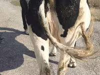 Сиыр, Russian Black pied cattle — 4-сурет