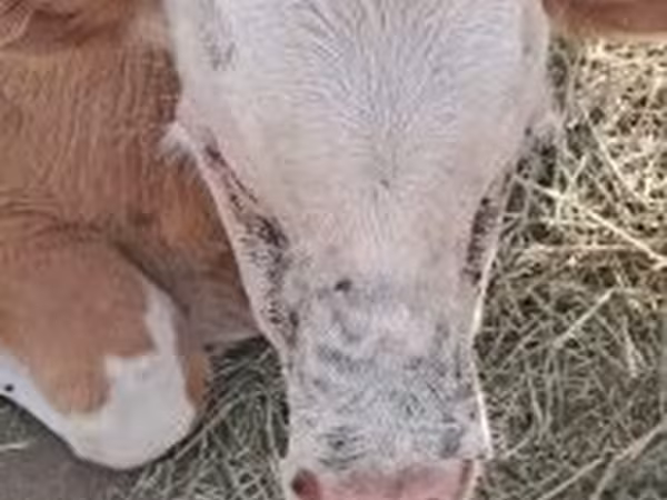 Bull, Simmental cattle