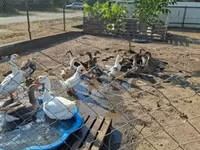 Ducks — zdjęcie 1