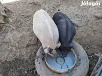 Boar, Вьетнамская вислобрюхая — photo 6