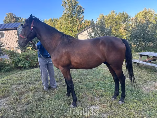 Pastuv, Standardbred