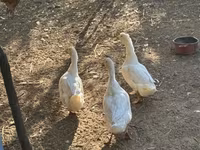 Ducks — zdjęcie 2