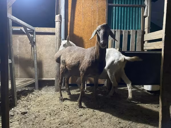 Bélier, Rhon sheep