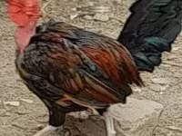 Chickens — fotografija 1