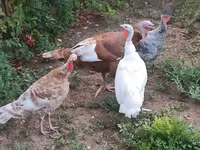 Turkeys — zdjęcie 1