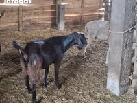 公山羊, Goats — 照片 4