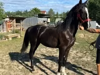 Mare, Dutch warmblood horse — photo 1