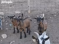 Cabro, Pomellata goat — foto 2