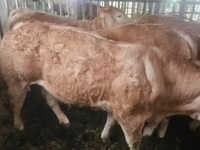 Bovinos (lote, sexo no especificado), Charolais cattle — foto 4