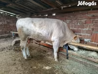 Taureau, Simmental cattle — photo 1