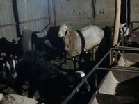 Ovan, Tian-Shan semifinewool sheep — fotografija 4