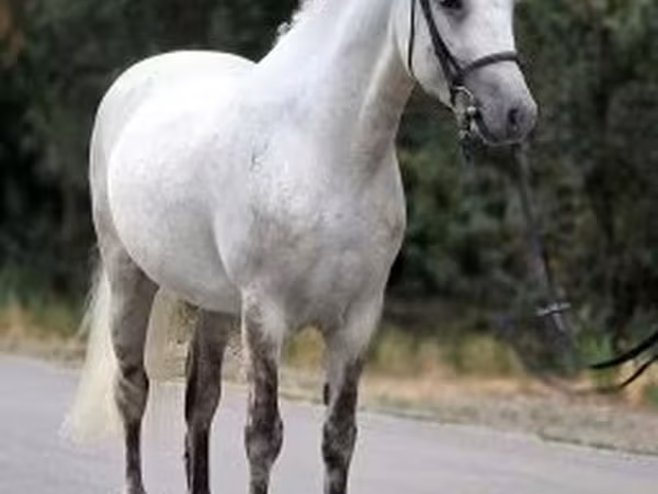 Hengst, Falabella