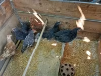 Chickens — Foto 1
