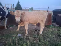 公牛, Latvian Blue cattle — 照片 3